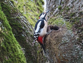 Vajon mi lehet a lyukban?