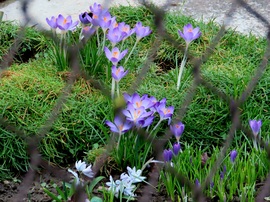 Bekukucskáltam a virágoskertbe