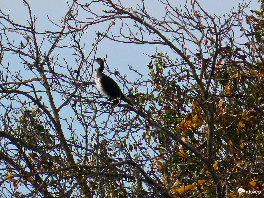 Kárókatona bemutatója