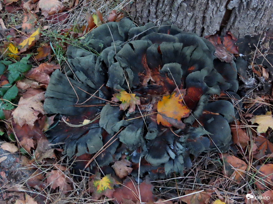 Öreg fa tövében láttam