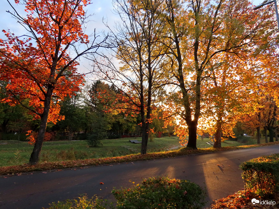 Reggeli fények az útmenti fákon