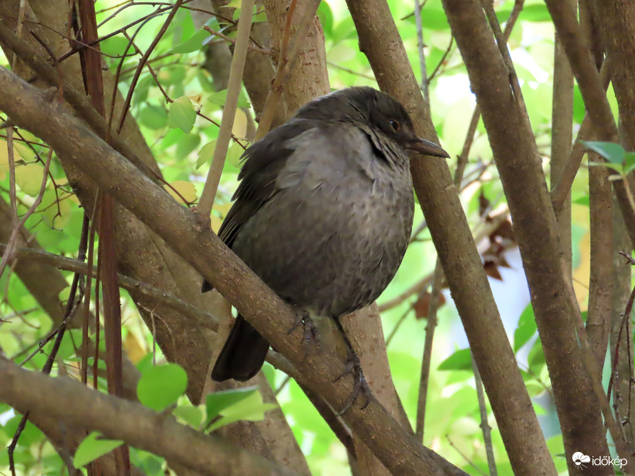 Megzavartál! Már majdnem szunyókáltam!