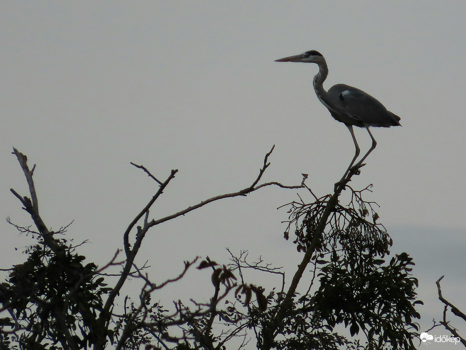 Egyikük felrepült egy fára
