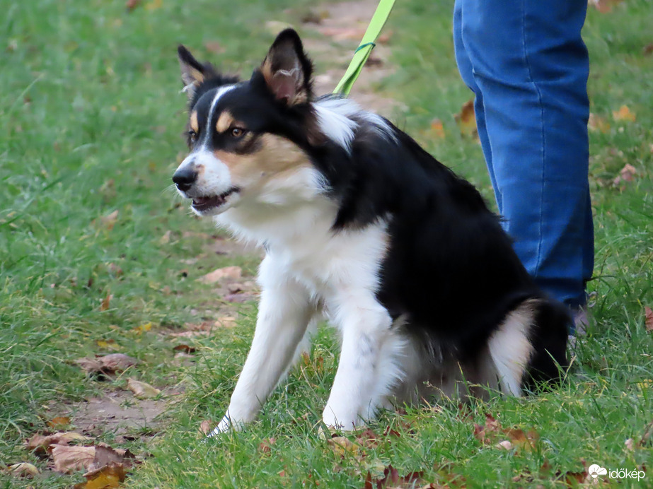 Hiába ugatom a gémet! Nem zavarja!