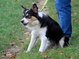 Hiába ugatom a gémet! Nem zavarja!