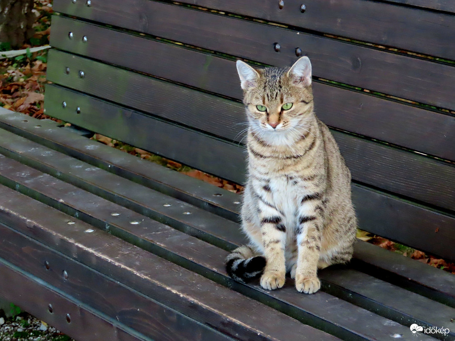 Innen csodálom a tó szépségét!