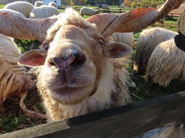 Hajolj ide! Adok egy puszit!