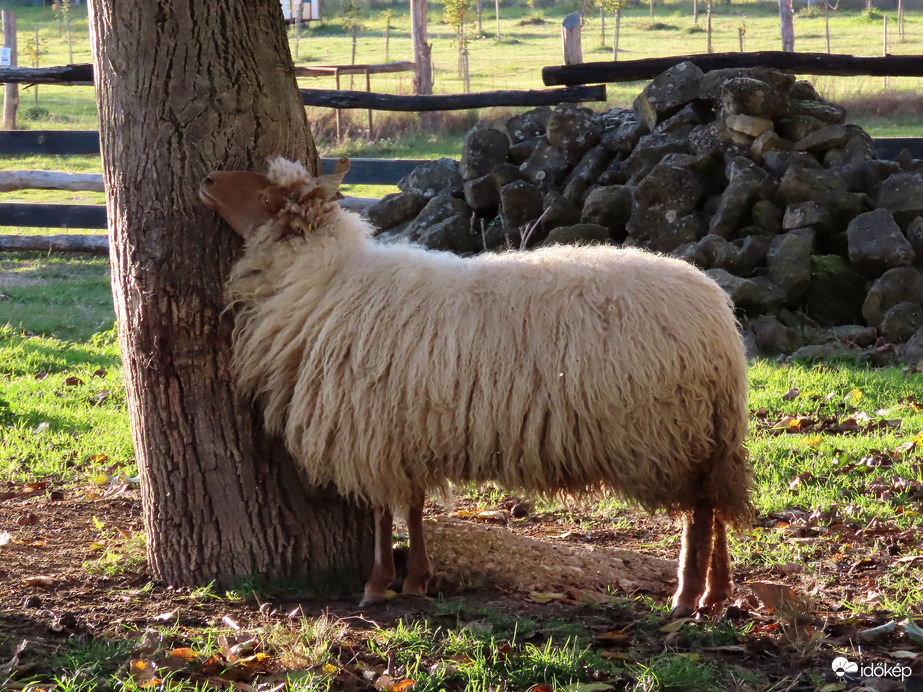 Nekem a fejem viszket!