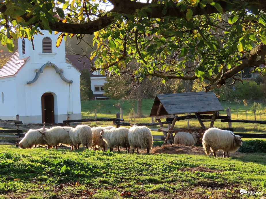 Legelésző Racka juhok