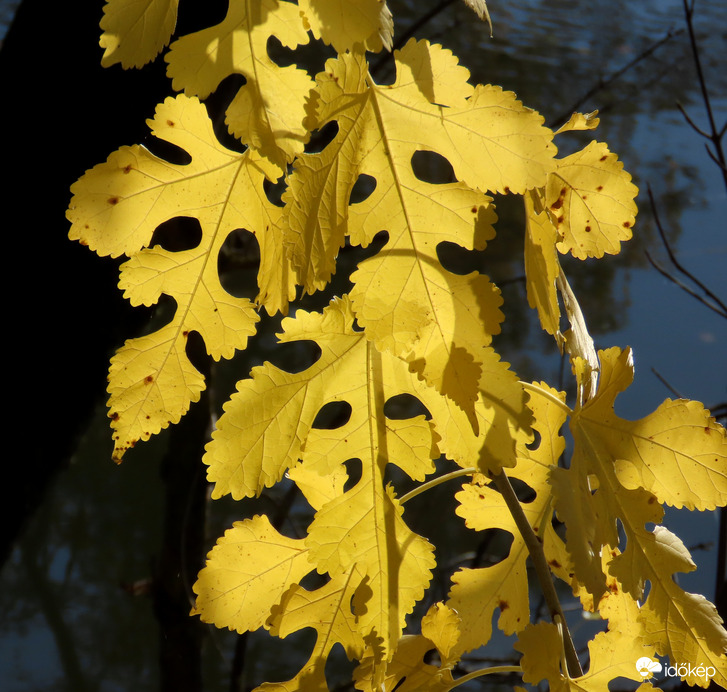 Érdekes formájú levelek
