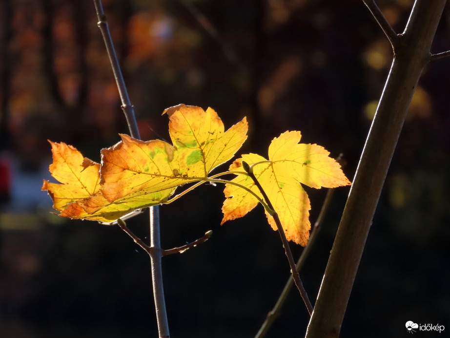 Már alig maradt levél a fán