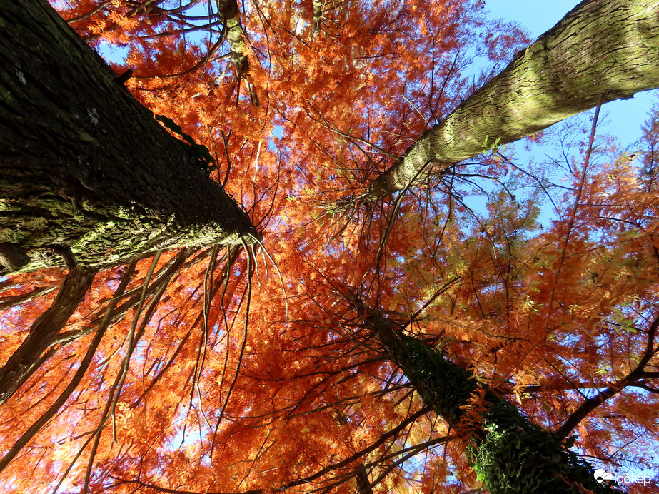 Mocsárciprusok alulnézetből
