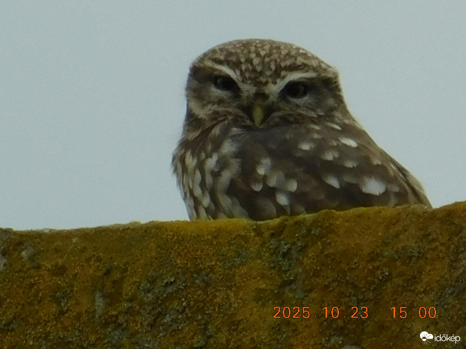 Kedves szomszédom. Még csak möst jöttem ki, mert esett az eső. De sem az eső és a hideg nincs innyemre. Köszönöm hogy kijöttél.