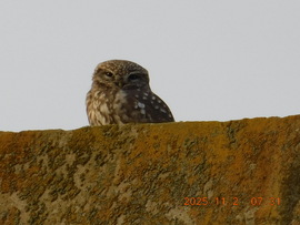 Én is szomorú vagyok. Halottak napján.