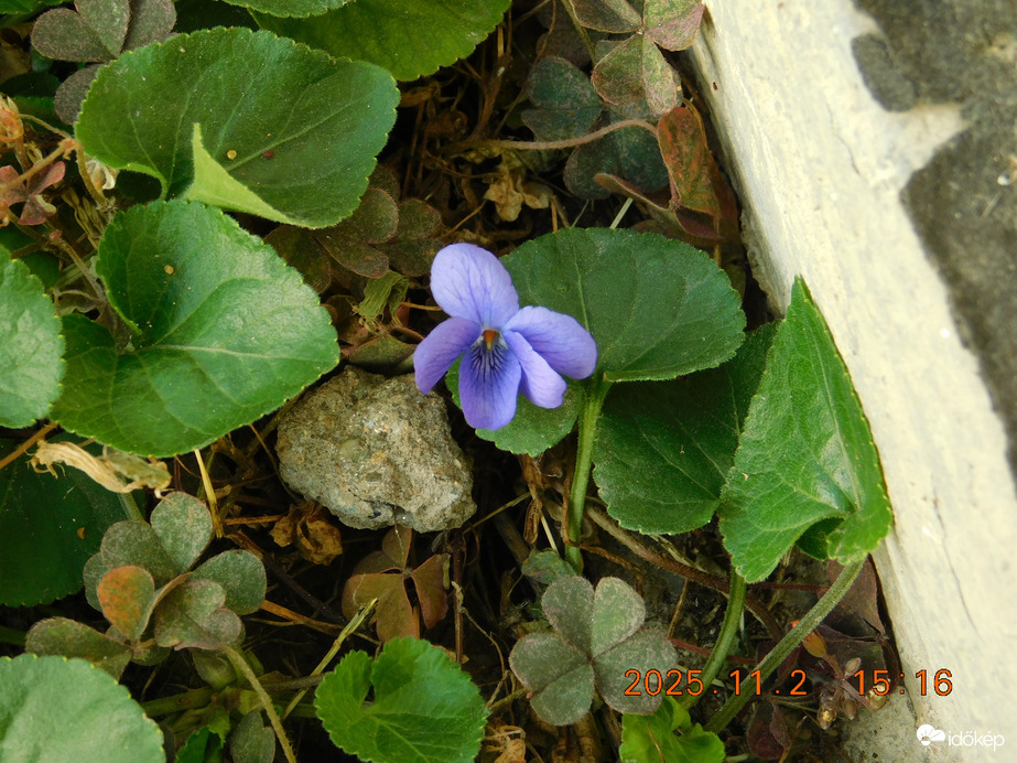 Kék Ibolya november 2-án