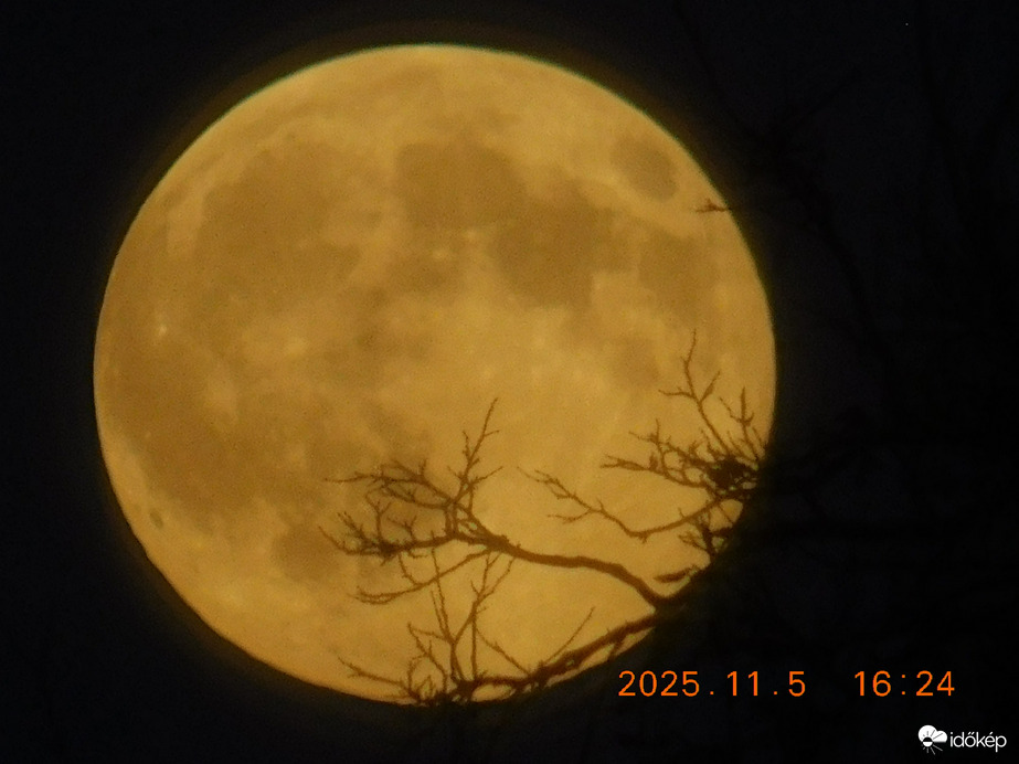 Holdfelkelte, a keleti féltekén, a fák ágai kíséretében.