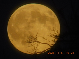 Holdfelkelte, a keleti féltekén, a fák ágai kíséretében.