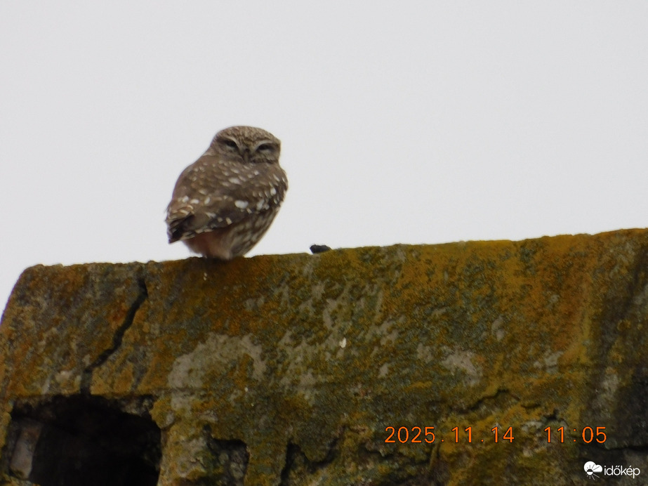 Már egy hete nem láttalak.