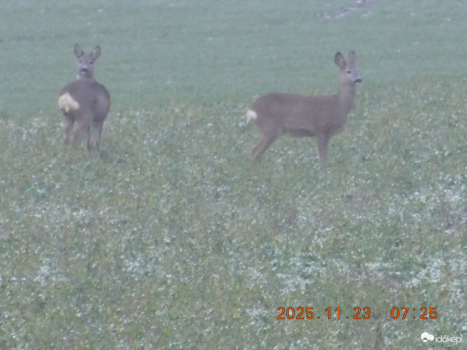 Köszönjük a fotót ebben a ködös időben. De sietnünk kell mert 8 óra után már jönnek a vadászok.