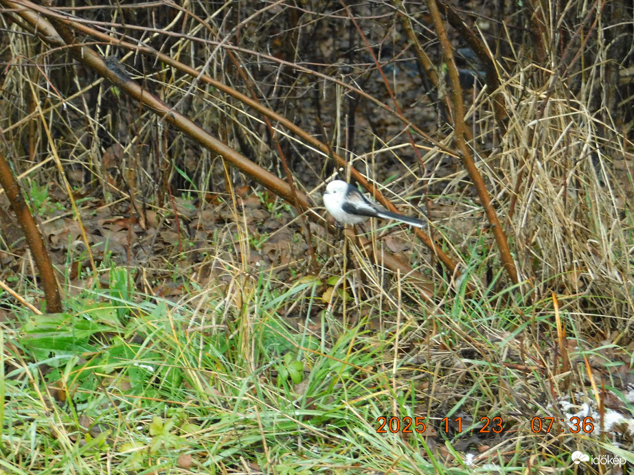 Őszapó, magányosan a ködös hideg reggelen.