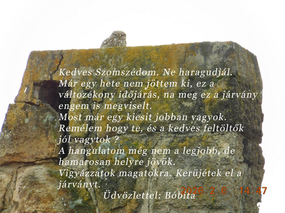 Bóbita gyógyuló félben van.