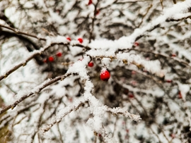 Hó alatt a galagonya 