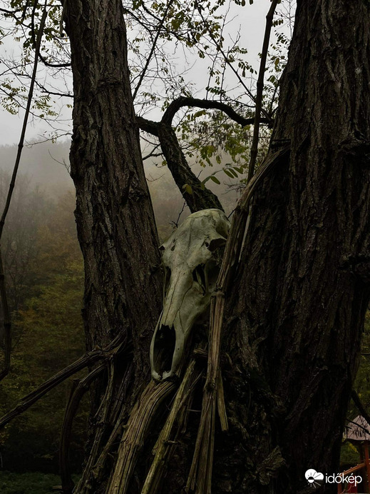 Halloweenra várva