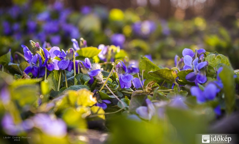 Tavasz első napján
