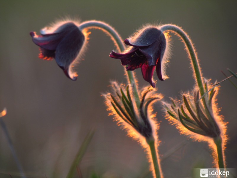 Fekete kökörcsinek