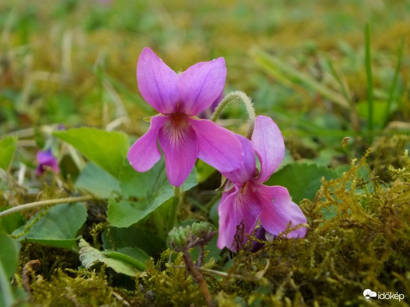 Pink ibolya