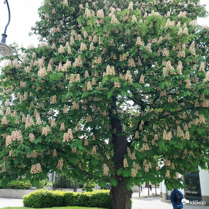 Gödöllő