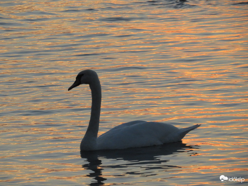 Hattyú a Balaton vizében.