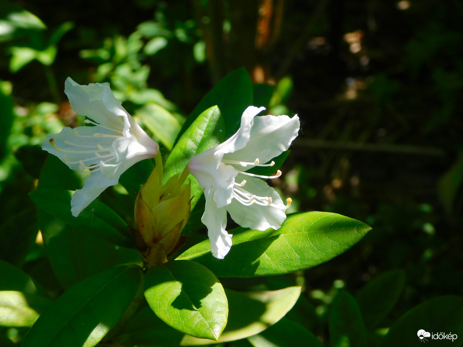 Tavasz