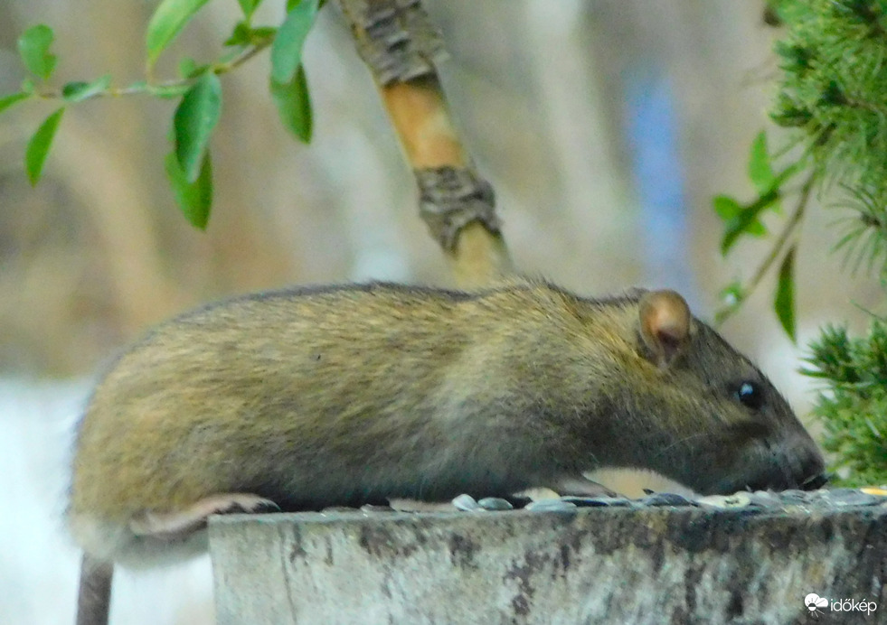 Segítség,  patkányok :((