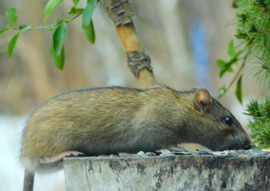 Segítség,  patkányok :((