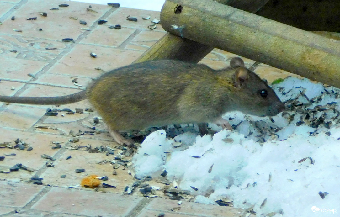 a rohadék, érdekes, de csak a szotyit szereti