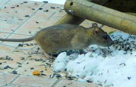 a rohadék, érdekes, de csak a szotyit szereti