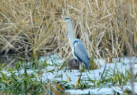 Hód-olatom gém pajti :)