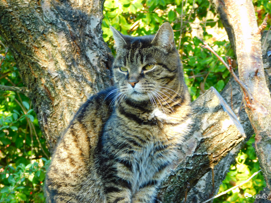 mint a mókus, fenn a fán :)
