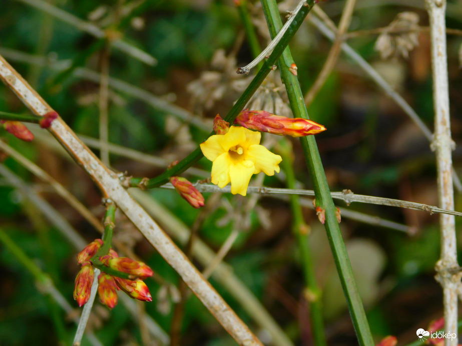 téli jázmin