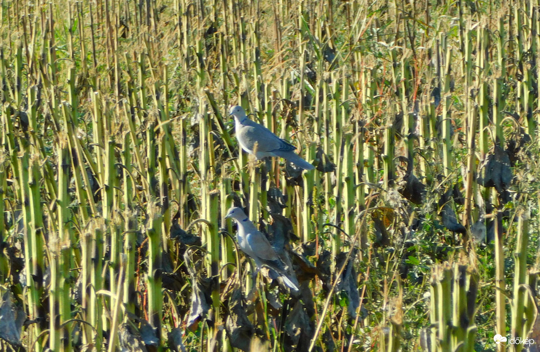 hova lett a kajánk ? 