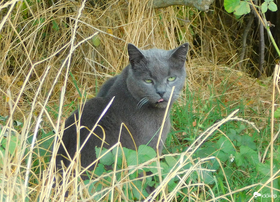 ettől az időtől teljesen enervált vagyok