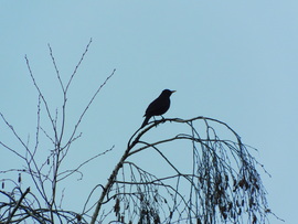 jön már a tavasz ? 