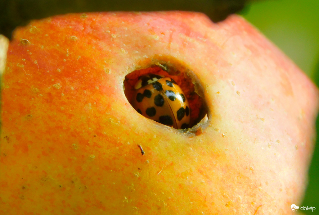 ha már lyukas, beköltözöm