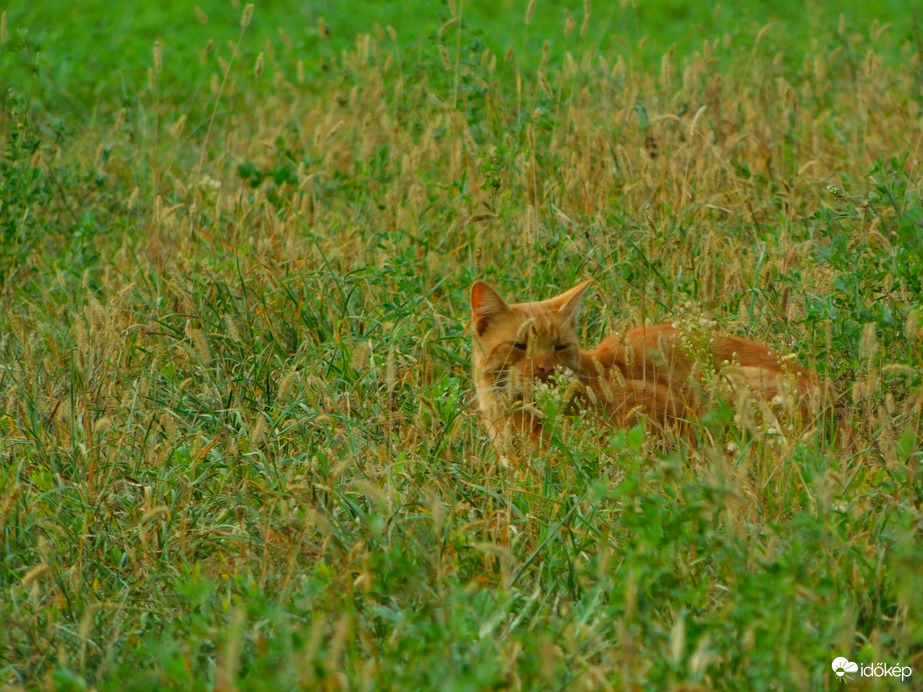 vörös vagyok, de nem róka, nem kell fotózni