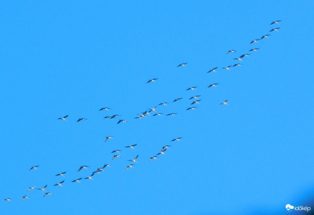 távoli kerengő darvak 