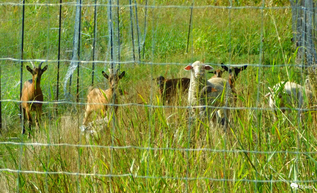 kiváncsi társaság