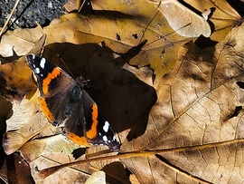 Szélviharban megpihent