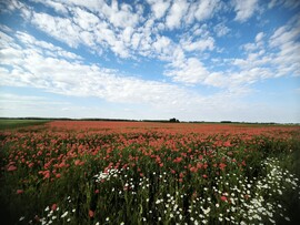 Géderlak