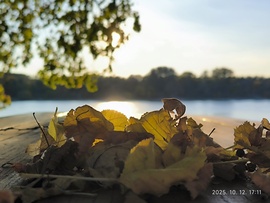 Duna parton falevelek